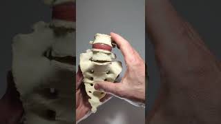 Lumbosacral model with transitional vertebrae and disc herniation [upl. by Xymenes]