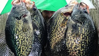 Load the boat with limits of Crappie this year  2024 crappie fishing Tips and Tricks [upl. by Ennire]