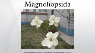 Magnoliopsida [upl. by Olethea]