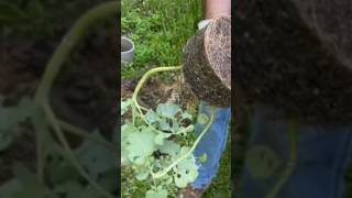 BROCCOLI TRANSPLANT garden broccoli gardening gardeningtips farming growyourownfood grow [upl. by Phene74]