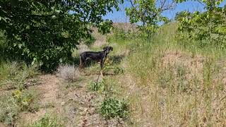 salukis in Baadpasalukikennel in Iran 🇮🇷 [upl. by Renata]