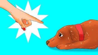 12 Coisas Perigosas Que Você Faz Com o Seu Cachorro Sem Nem Se Dar Conta [upl. by Shieh]