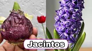 SEMBRANDO JACINTO y SUS CUIDADOS PARA TENER HERMOSA FLORACION DURADERA Hyacinthus [upl. by Zenobia]