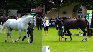 Dublin Horse Show RID Stallion Parade RDS 2015 [upl. by Cerveny527]