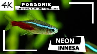 NEON Innesa  Kompletny Poradnik 4K [upl. by Stearn]