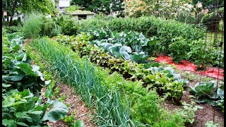 Comment Créer Un Jardin De Légume [upl. by Brandtr]