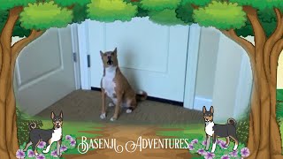 Our Basenji Graham howling yodelling [upl. by Suivatram]