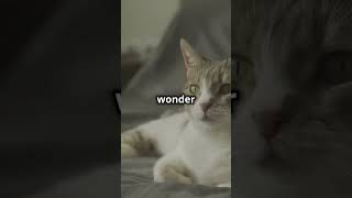 Top 5 Interesting Facts About Cats [upl. by Reggie]