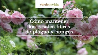 Cómo mantener los rosales libres de plagas y hongos [upl. by Gherardo]