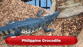 Philippine crocodile  Krokodille Zoo Denmark [upl. by Virg]