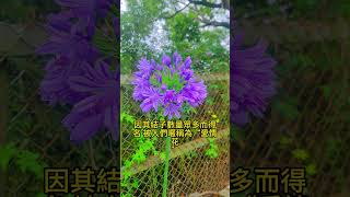 百子蓮屬於石蒜科原產於南非 雨林老爬 [upl. by Hortense]