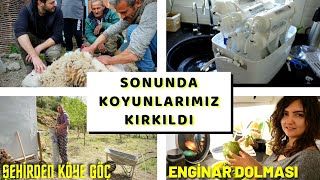 Koyunlarımızın Yünleri İlk Defa Kırkıldı İnanılmaz Değiştiler 😊🐑  Köy Evimize Su Arıtma Taktırdık [upl. by Kcirdaed]