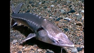 アムールチョウザメ Amur sturgeon Acipenser schrenckii [upl. by Seyer]