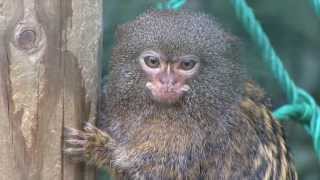 Pequeños Primates en el Zoo de Santillana [upl. by Laehctim245]