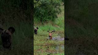 Wild Dog try to catch deer in water wildlife animals shortsfeed shortsvideo viral shorts [upl. by Larret]