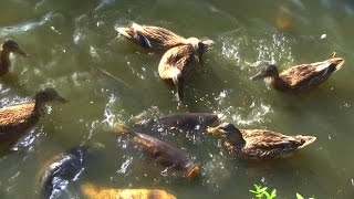 WeltVogelpark Walsrode  Crazy Fish and Ducks [upl. by Amity]