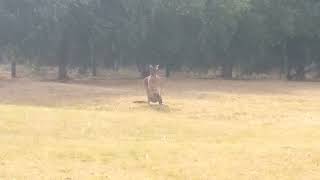 Western Grey Kangaroo Macropus fuliginosus Foraging 2 [upl. by Nivk]