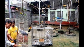 Cockatoos Meet With New Friends And Suddenly Rejuvenates  Surprised selection of Mate of a Bird [upl. by Luciana]