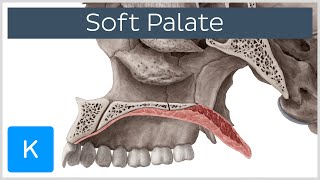 Soft palate Muscles Function amp Definition  Human Anatomy  Kenhub [upl. by Moya759]