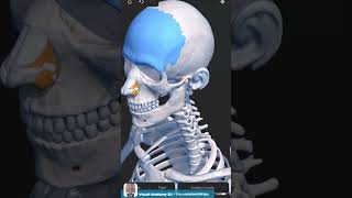 Visual Anatomy 3D  Facts about the Frontal Bone skull [upl. by Lorna]