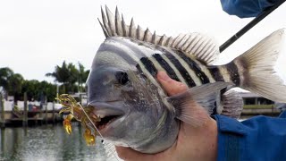 Easy Way To Catch Sheepshead In Canals Without Live Bait [upl. by Constant]