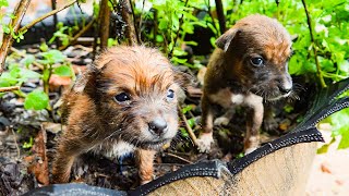 Dogs Rescued From Rain Storm And Cleaning Until Dry  And Give Food For Them [upl. by Essile]