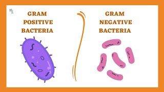 Classification of Bacteria Antibiotics  Lecture 1 [upl. by Gaulin]