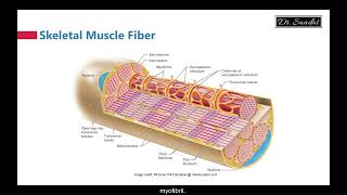 Skeletal Muscle Structure [upl. by Leunamesoj294]