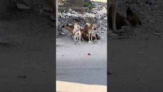 Funny dog video Dog funny video shorts Dog fighting funnyshorts [upl. by Southard742]