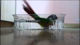 Greencheeked Conure Parrot Taking a Bath [upl. by Togram]