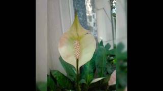 Spathiphyllum wallisii flower [upl. by Joselyn]