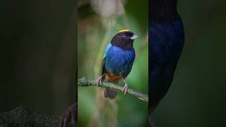 Golden crowned tanger nature birds birdslover birdwatching tanger beautifulbirds cutebirds [upl. by Llesig]