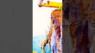 The story of a giraffesorts entertainment amazing funny sortcomedi [upl. by Kingdon206]