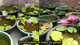 Some New Updates Of My Water Lily Tarrace Garden 🏡🤗 waterlily waterlilyplant lotus [upl. by Athallia]