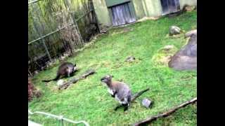 Bennetts and Swamp Wallabies at the Toronto Zoo [upl. by Wiburg823]