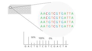 Pyrosequencing how to interpret results [upl. by Jardena]