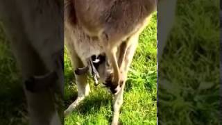 A kangaroo jumps into his mothers pouch [upl. by Sutniuq]