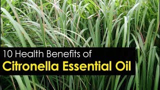 10 Citronella Essential Oil Benefits and its Uses [upl. by Nyar339]