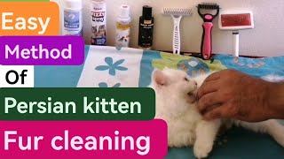 Persian kitten fur cleaning method  Persian kitten grooming for silky and fluffy hairs UrduHindi [upl. by Viscardi891]