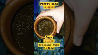 Parrot Fishs Eggs 🐠🥚🐠 breeding fish fishaquarium parrotfish tiara5767 parrotfishtank [upl. by Ycrep656]