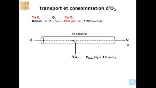 physiologie cardio vasculaire partie 2 [upl. by Salokcin]