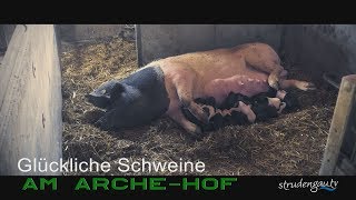 Schweine ❤ am Arche Hof [upl. by Ahsilrac77]