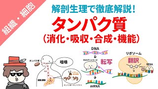 タンパク質（消化・吸収・合成・機能）をまとめてイラスト解説 [upl. by Dyna]