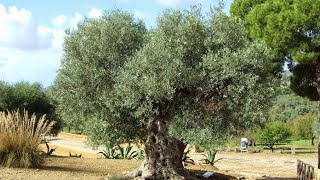 Secular olive tree Valley of the Temples Agrigento Sicily Italy Europe [upl. by Bambie]