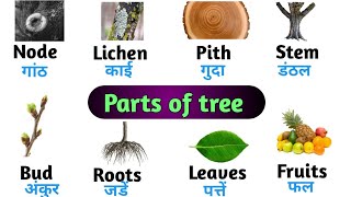 Parts of tree in hindi and english  Words meaning  English Vocabulary [upl. by Greenwood697]