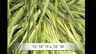 Hakonechloa aureole Japanese Forest grass [upl. by Lemon]