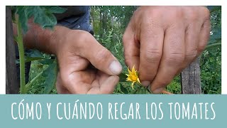 Cómo y cuándo regar los tomates  HUERTA ECOLÓGICA [upl. by Jaret57]