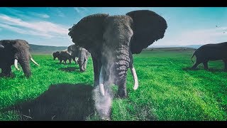 Surrounded by Wild Elephants in 4k 360 [upl. by Gianna]