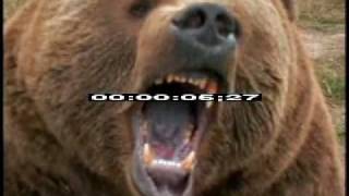 Bear Growling  Bear  Wild Bear  Brown Bear  Best Shot Footage  Stock Footage [upl. by Benis]