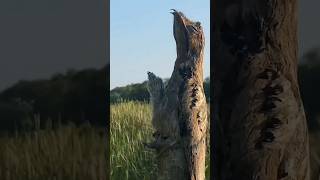 Can You Spot the Hidden Bird 🧐🌳 shortsviral shortvideos [upl. by Feer405]